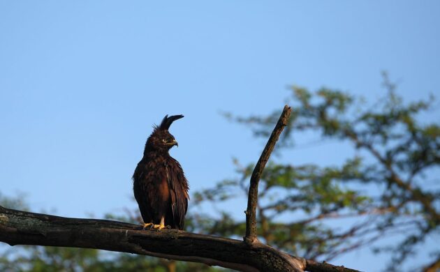 Birds Big Cats G05