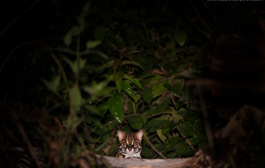 Borneo-G03