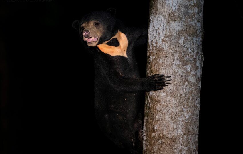 Borneo-G04