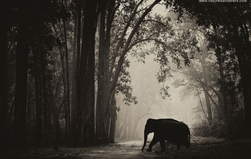 Corbett-G06