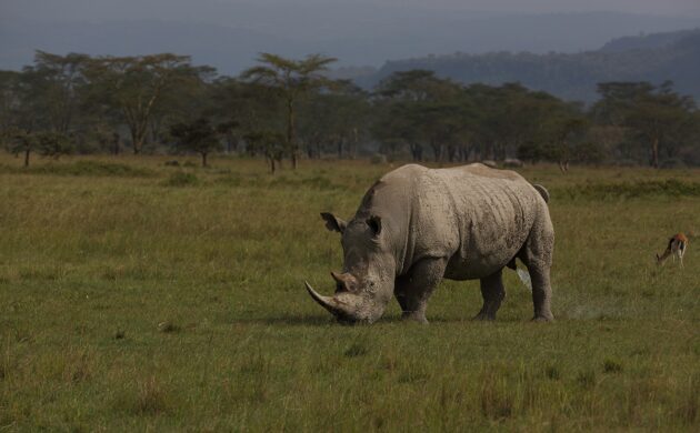 Fly In Mara G04