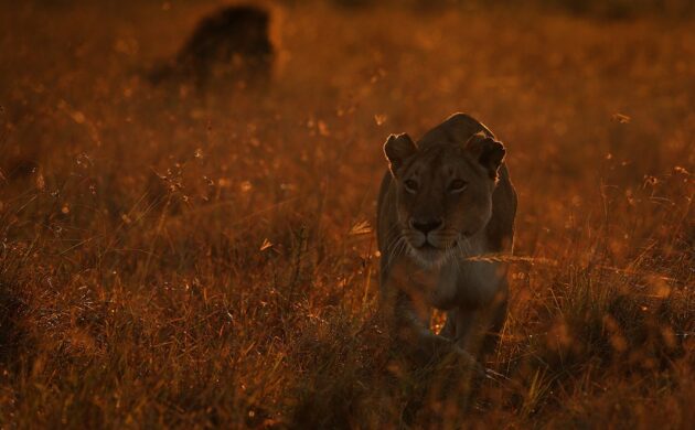 Fly In Mara G05