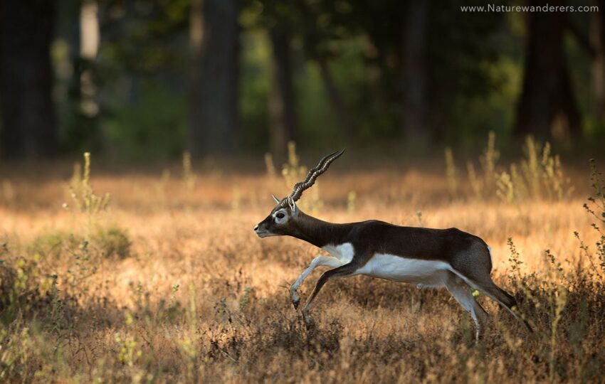 Kanha-G05