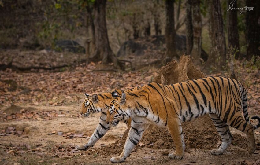 Kanha-G06