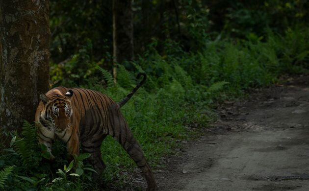 Kaziranga G03 1