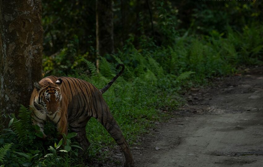 Kaziranga-G03