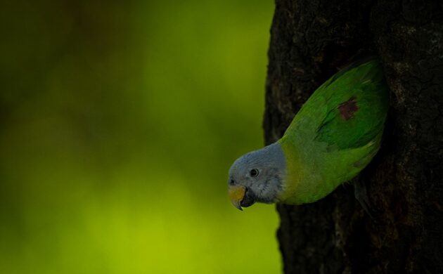 Kaziranga G05 1