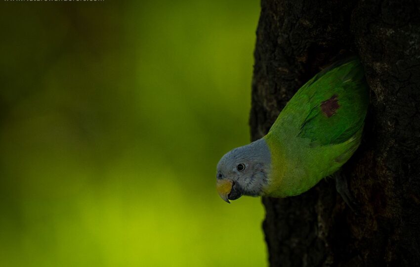 Kaziranga-G05