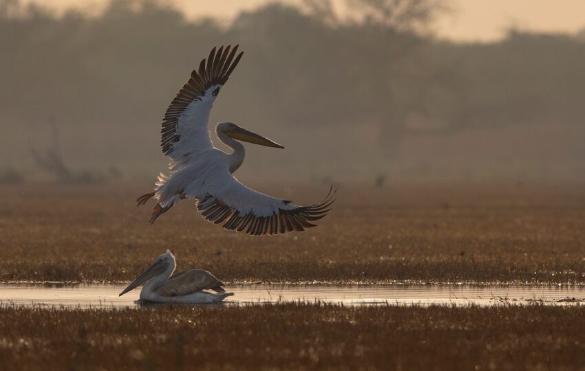 Keoladeo-G01
