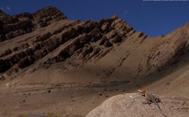 Ladakh G03