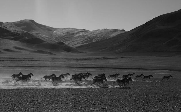 Ladakh G04