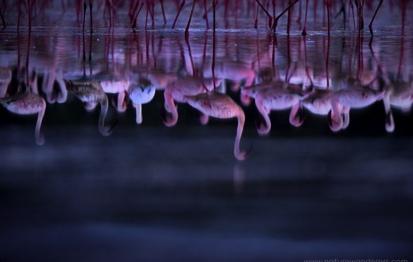 Lake-Bogoria-G01