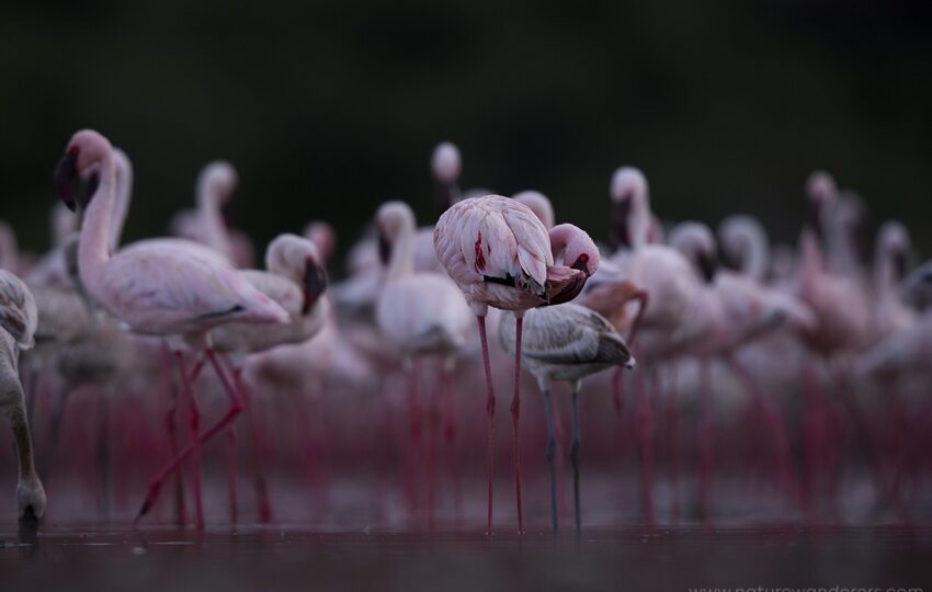 Lake-Bogoria-G02