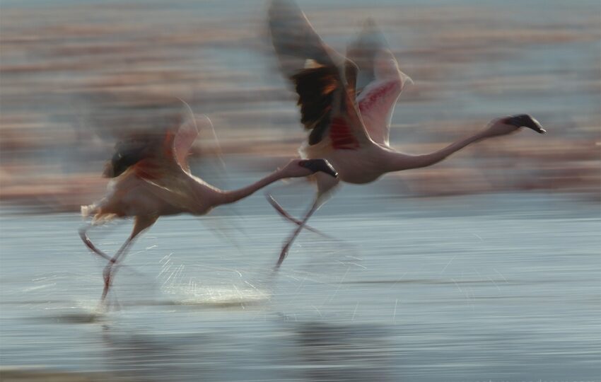 Lake-Bogoria-G03