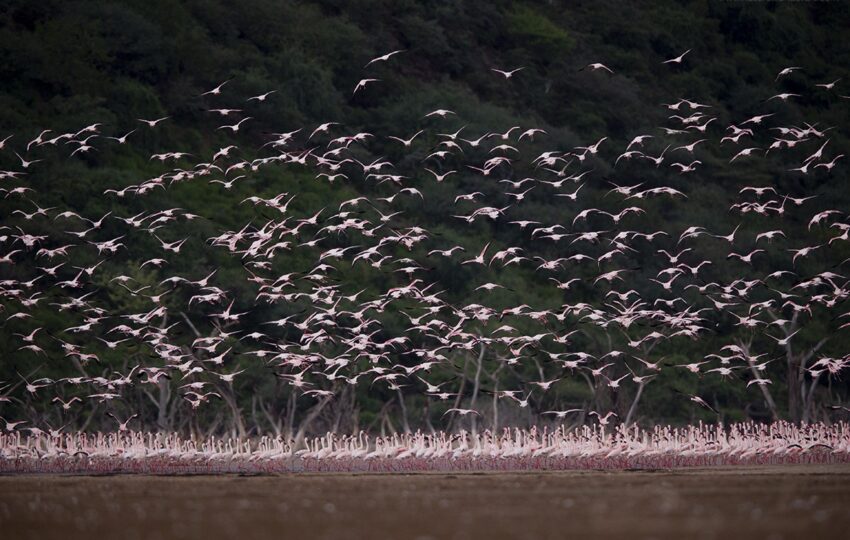Lake-Bogoria-G04