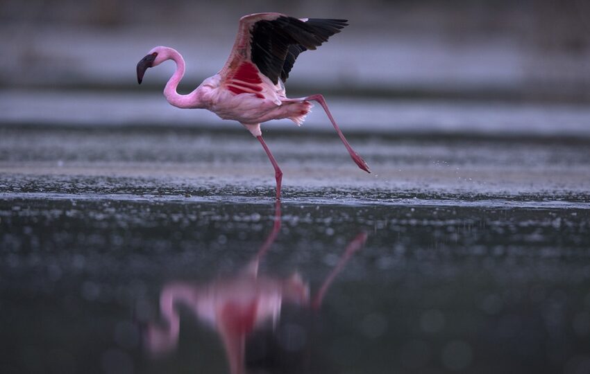 Lake-Bogoria-G05