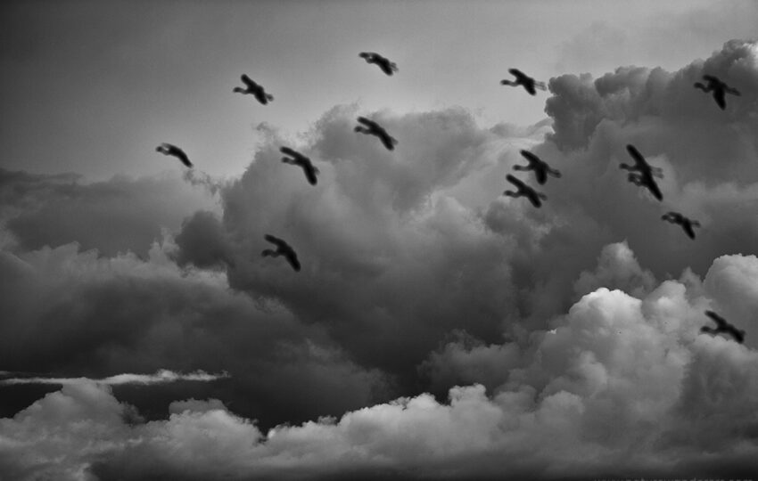 Lake-Bogoria-G06