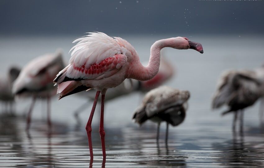 Lake-Nakuru-G01
