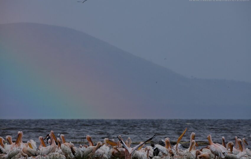 Lake-Nakuru-G02
