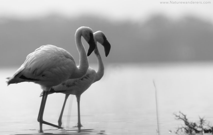 Lake-Nakuru-G04