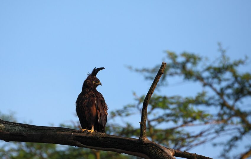 Lake-Nakuru-G05