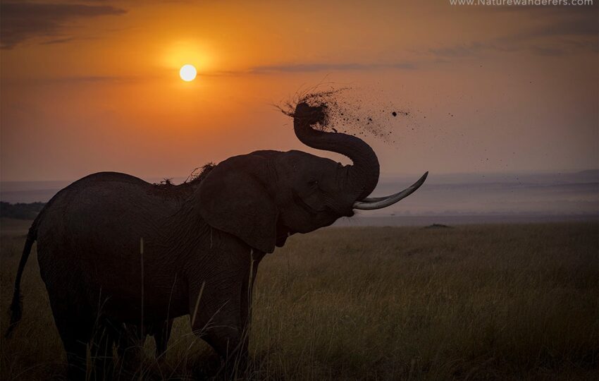 Masai-Mara-G01
