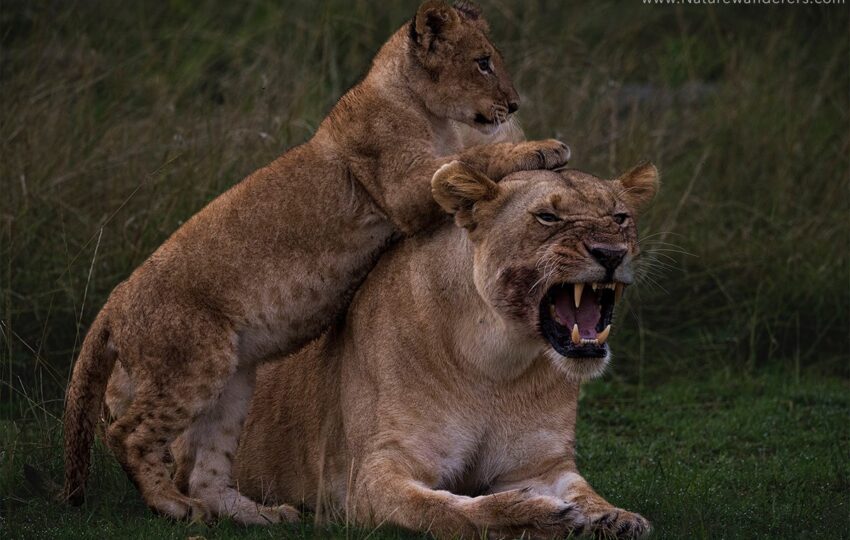 Masai-Mara-G02