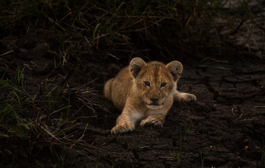 Masai-Mara-G03