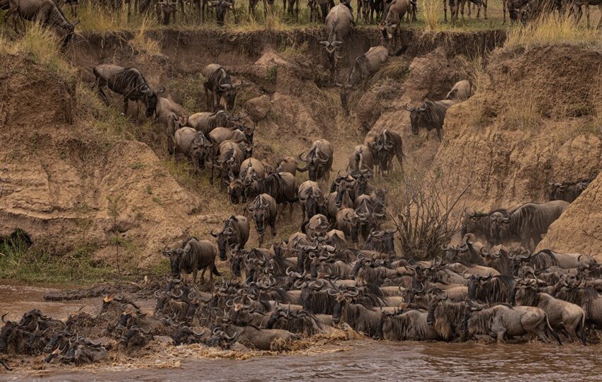 Masai-Mara-G04