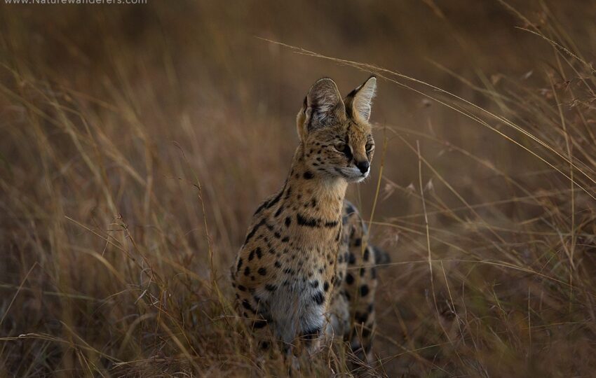 Masai-Mara-G05