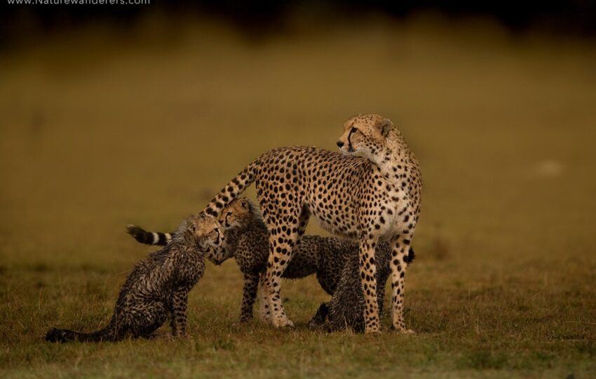 Masai-Mara-G06