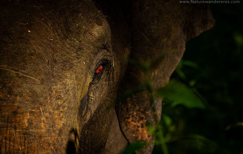 Nagarhole-G01