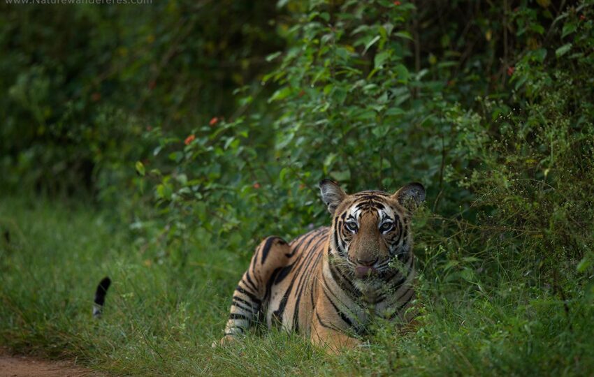 Nagarhole-G02