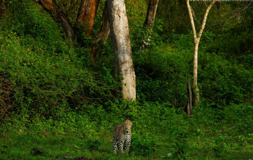 Nagarhole-G05