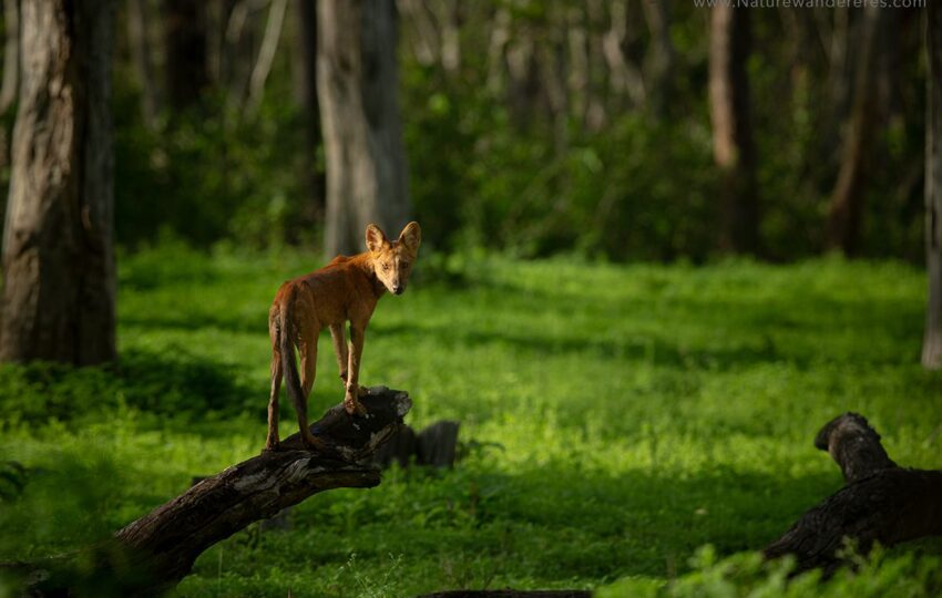 Nagarhole-G06