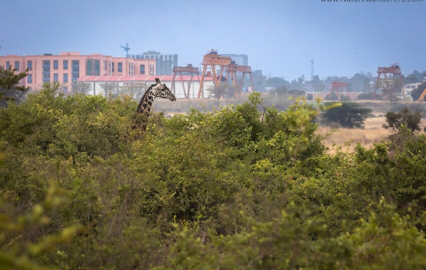 Nairobi-G01