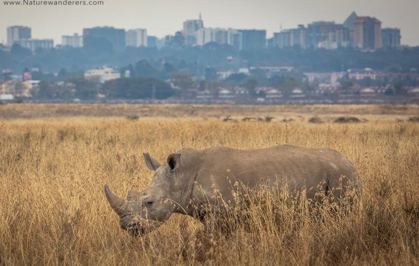 Nairobi-G03