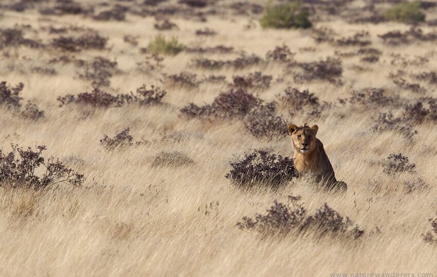 Namibia-G03