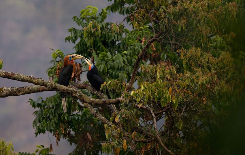 Nepal-G01