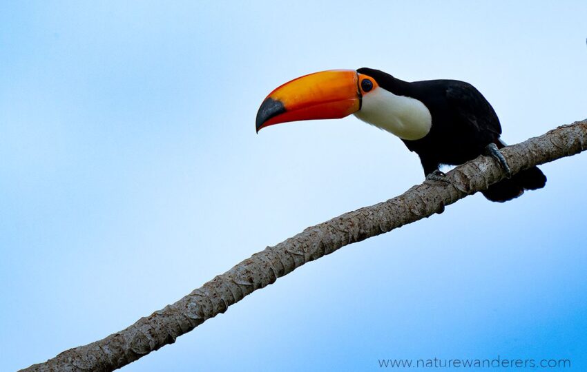 Pantanal-G01