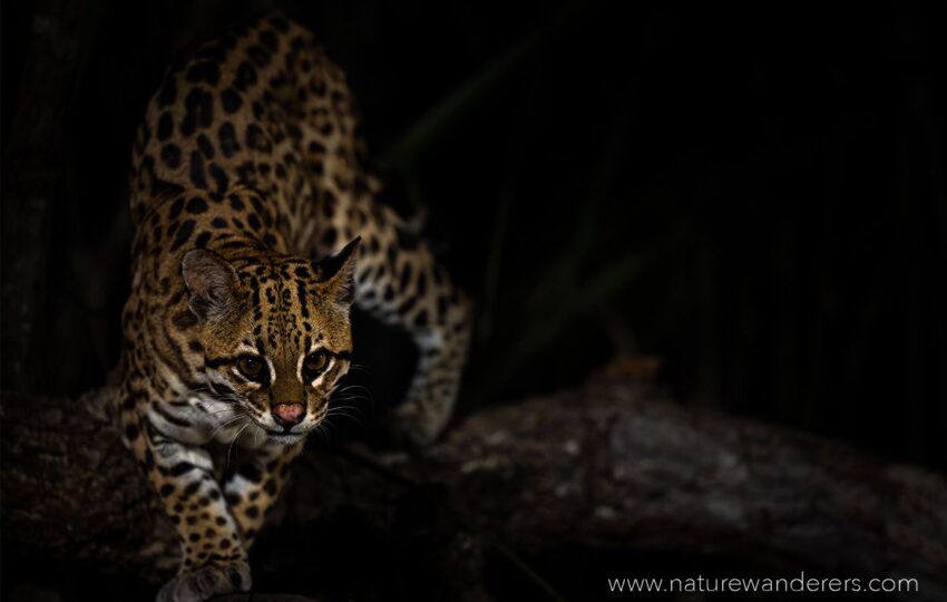 Pantanal-G02 (1)