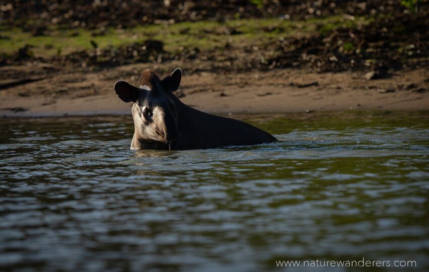 Pantanal-G04