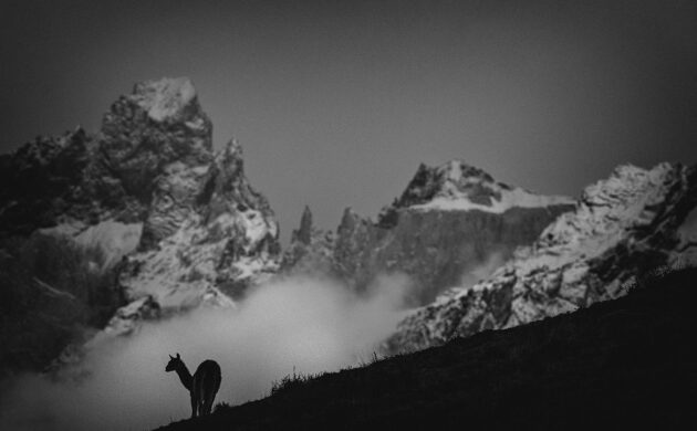 Patagonia G06