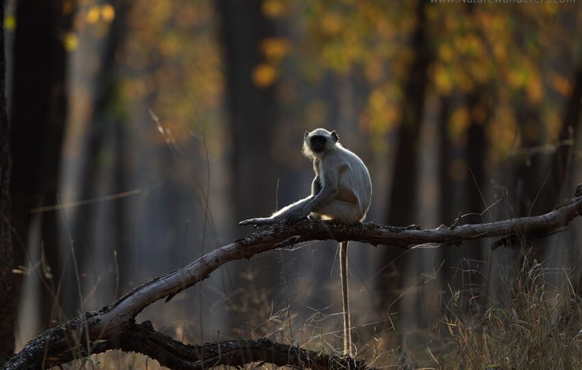 Pench-G01