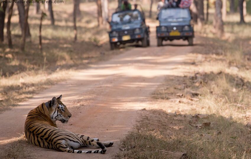 Pench-G02