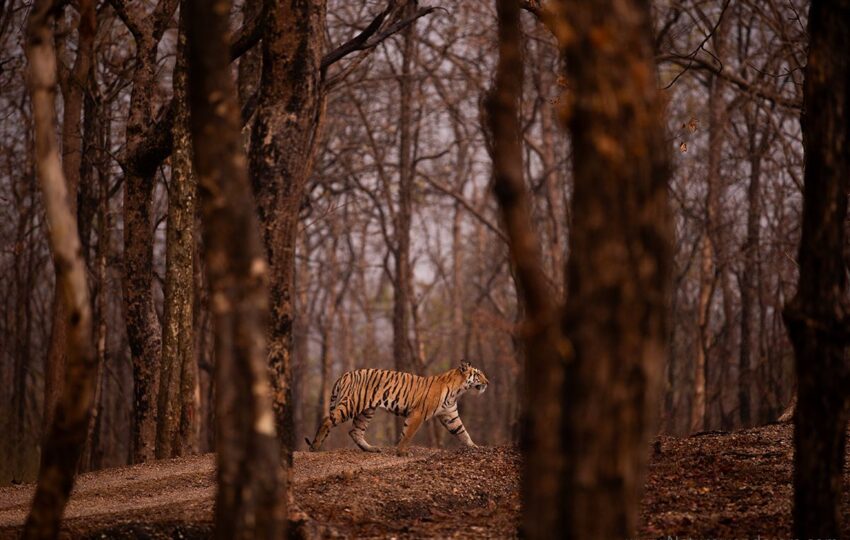 Pench-G03