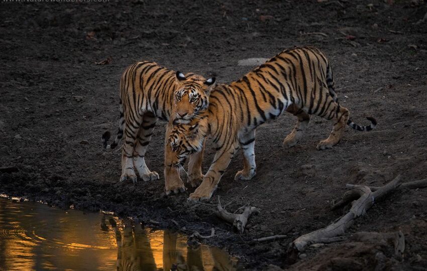 Pench-G04