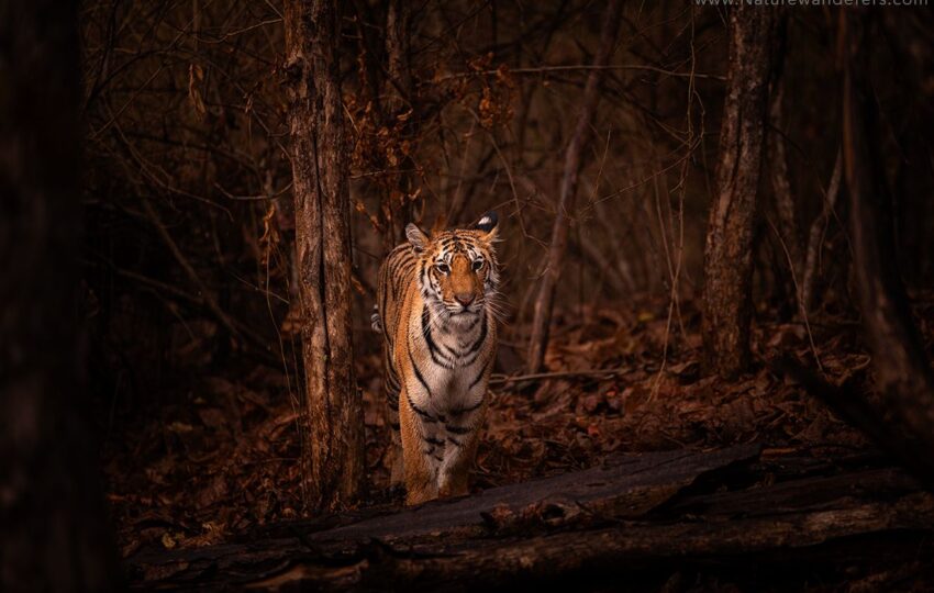 Pench-G05