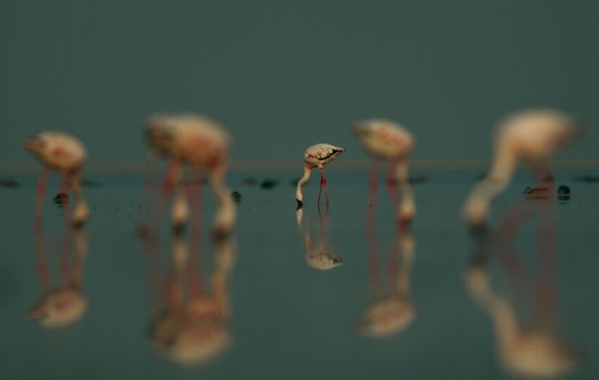 Rann-of-kuch-G02