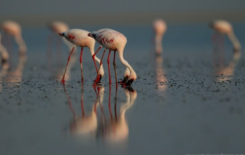 Rann-of-kuch-G04
